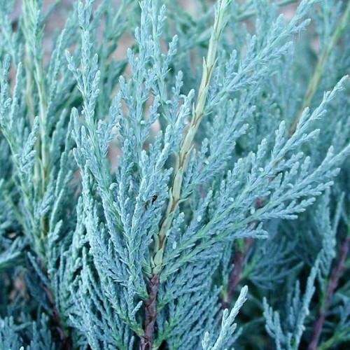 Можжевельник скальный Мунглоу